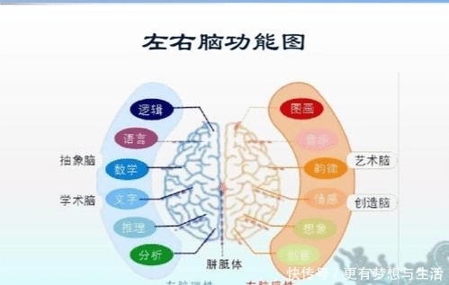 别错过|哈佛研究：儿童的右脑比左脑更值得开发，家长千万别错过