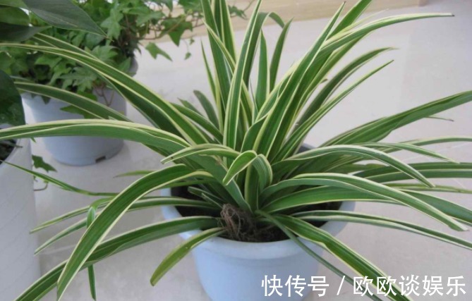 学会用洗衣粉，入坑养花，消灭害虫特别简单