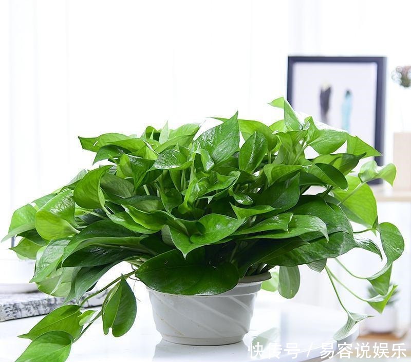  才能|降温了，这些花得断肥、控水，才能越长越好！