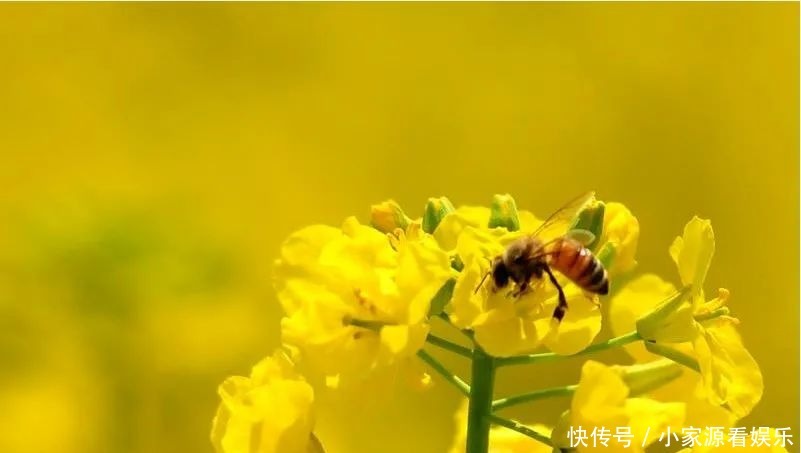 油菜花开！一起遇见最撩人的春天～