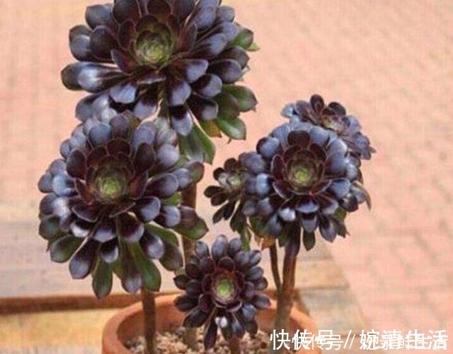 多肉植物|常见的4种多肉植物,也能养成漂亮的盆景,观赏效果更佳!