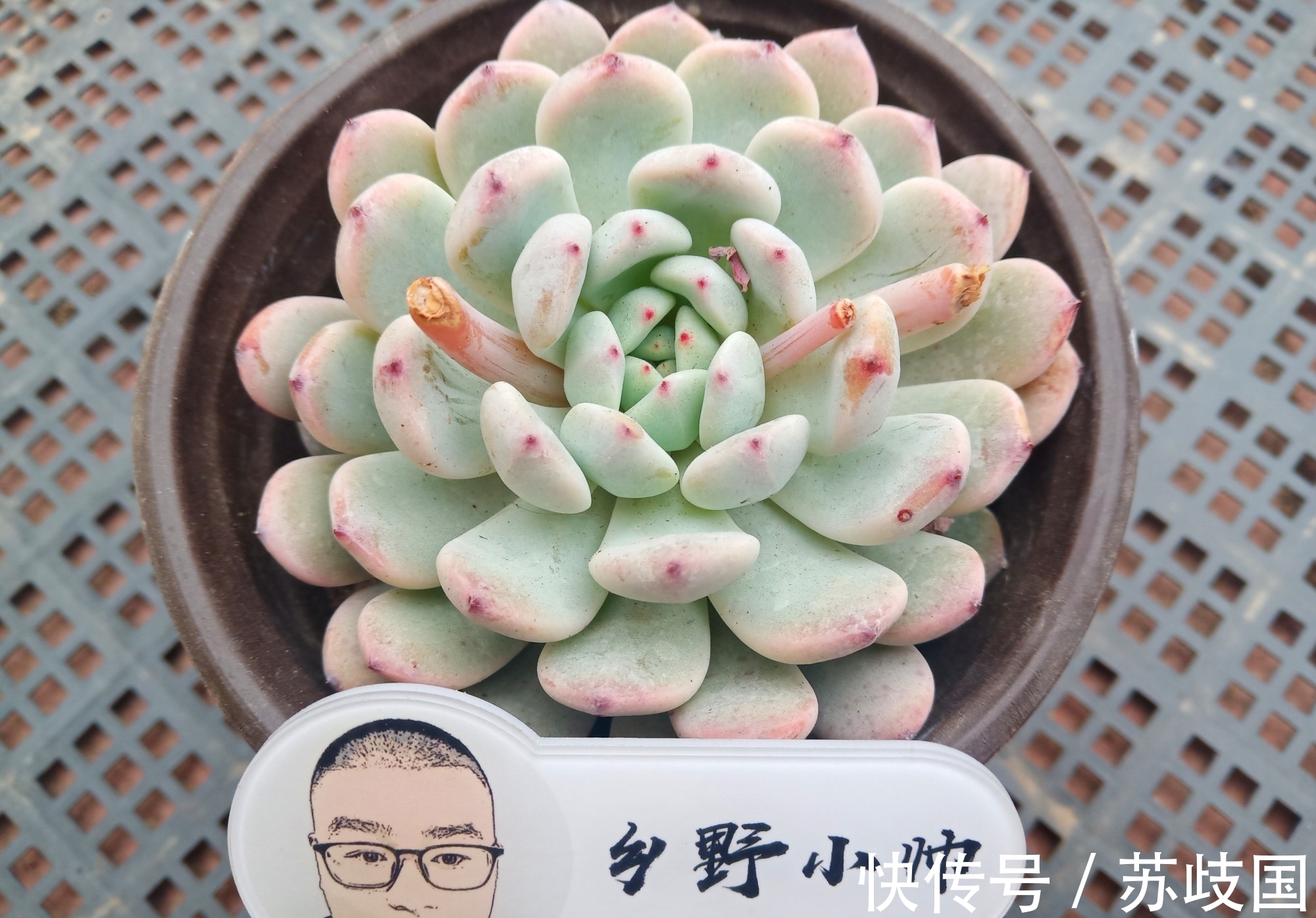 想要多肉长大,注意不要做这几点,肉肉不仅大状态也美