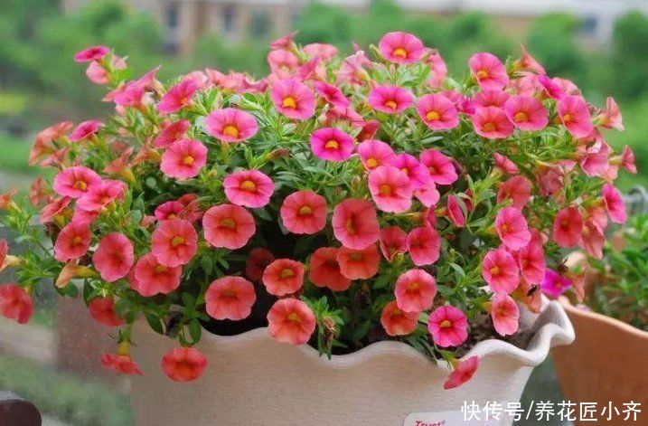 矮牵牛、玛格丽特想要开花爆盆，不仅要打顶，还要做足2点才行