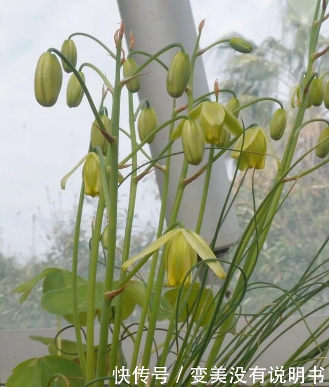 中年|“共同战疫,线上游园”第十期——“宅”在展览温室二中的花儿们!