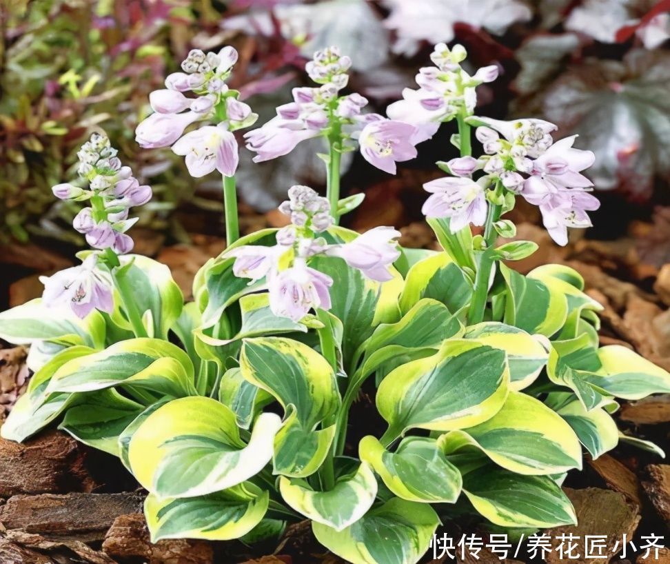 植物|想在北阳台养花不想加补光灯,养6种花,保证长势好,而且能开花