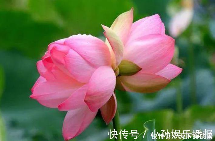 3种花很适合阳台养,花香四溢,一开就是300多天,好养又漂亮!