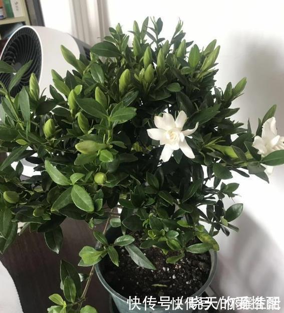 现在逛花市5种花不要买，虽然很漂亮，但是养活难度大，白花钱