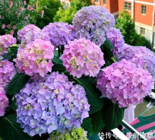 绣球要富养,越富花越大,美不胜收,宛若仙境!