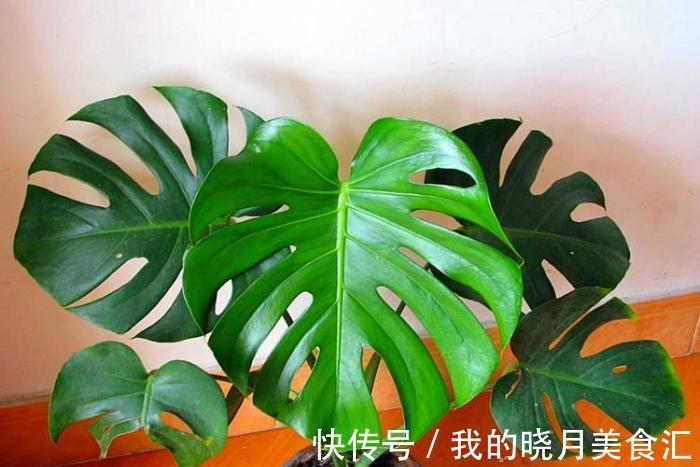 龟背蕉|龟背竹如果叶子全没了还能活吗