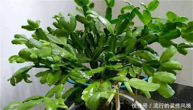 蟹爪兰喝点它,秋天连开100朵,叶子肥得直滴油