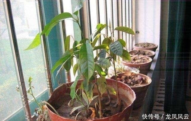 榴莲在家种,“果核”埋土里,冒出嫩芽绿油油,不愁吃榴莲了