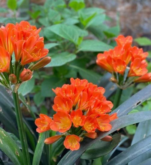 妙招|秋天养君子兰,教你几个小妙招,根系更健壮,新叶长得快