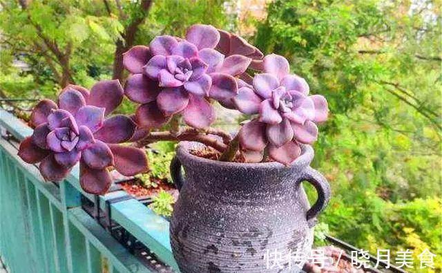 花盆|冬季买多肉,满足4个条件,“服盆”快容易出状态
