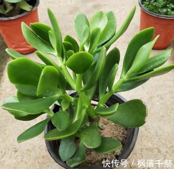 玉树|8月养玉树盆景,3件事不能做,叶翠绿厚实枝壮实,漂亮有精神