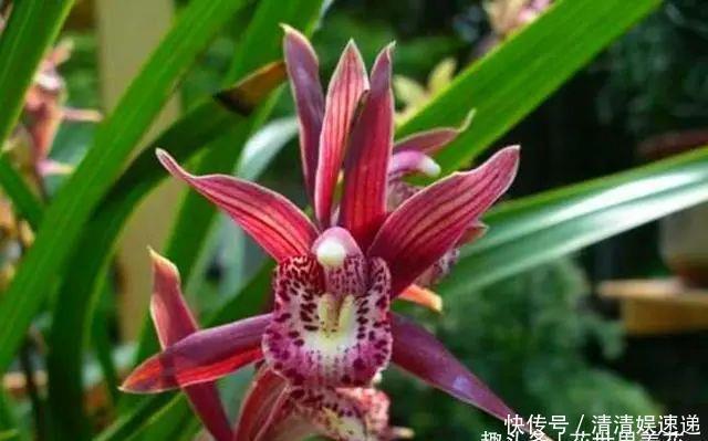 中国美食|旧筷子养花真不错,直接插在花盆里,这次浇水心里有数了