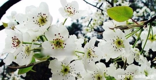 蓼茸蒿笋|苏轼的这首词看似在描写风景,其实更多的是表达了一种人生态度!