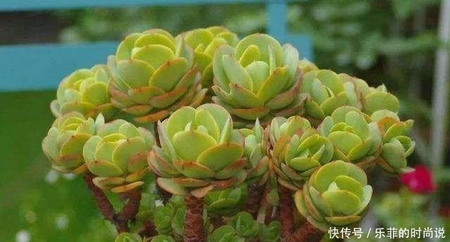 花期|逛花市记住“3买3不买”,春夏花期砰砰开花,家里是花海