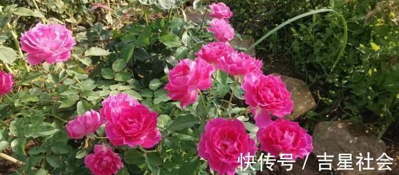 叶斑病|养花必备的杀菌剂，到底怎么用？多菌灵只是“初级”，黄叶不管用
