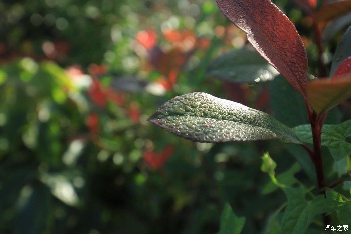 奶爸|准奶爸的座驾福克斯ST-line，颜值与性能齐飞