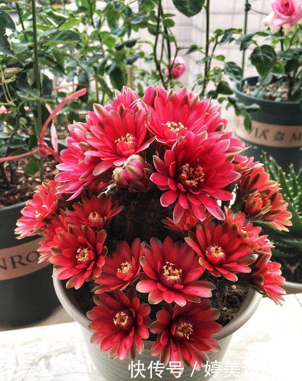 耐旱|4种花养家里,耐旱又耐晒,花开就爆盆,漂亮又好养!