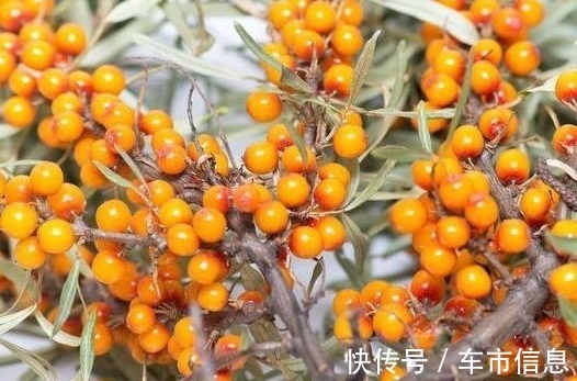 救命果|农民叫一种野果为“救命果”,吃一点防心脏病、能抗癌、治失眠!