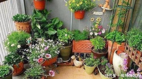 洗衣粉养花妙用学2招，使它来杀虫、催花，早知道早受益