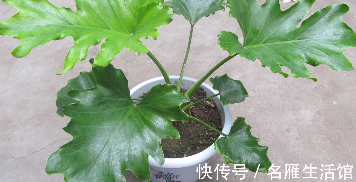 鹅掌柴|如果这三种绿植你都养不活,那还是不要养花了