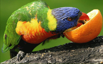 |搞笑动图:我就含在嘴里不吃,逗你玩!