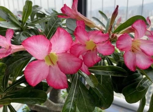 天冷养花怕冻伤，就多晒太阳多铺层它，保证呼呼疯长个