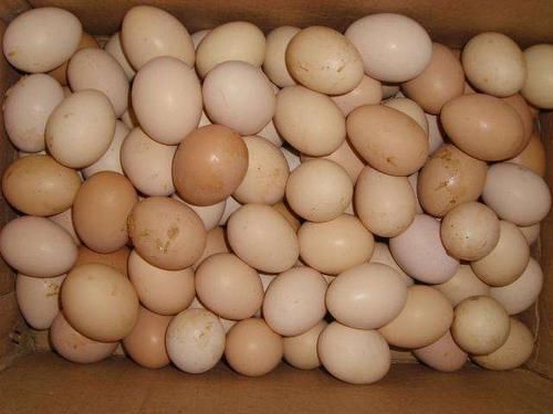 鸡蛋不能放入冰箱保存，只因含有致病菌？2个保存小技巧不用担心