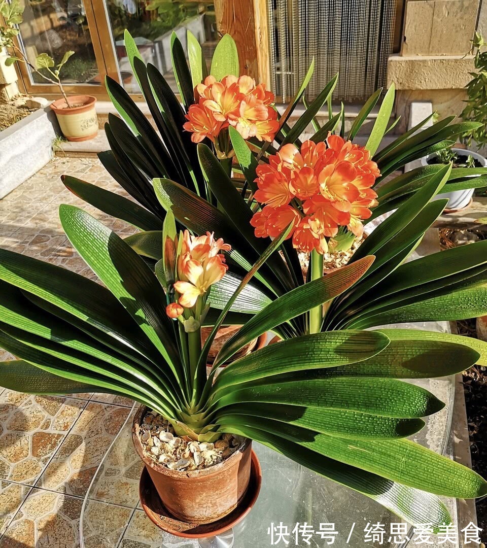 客厅想养“健康花”,建议从这12种里面选,不仅养人,还大气吉祥