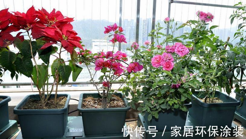 浇灌|不同程度的花土板结情况该怎么解决?