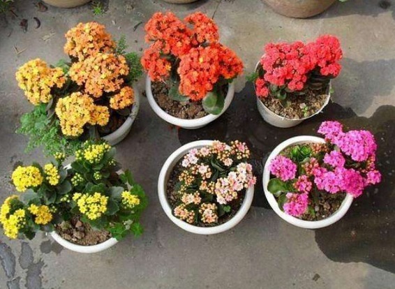 长寿花开花少做好四点很重要,枝繁叶绿开花多,迅速爆盆!