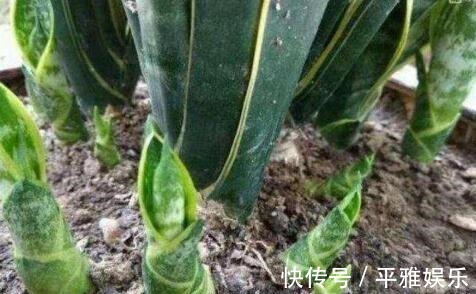 小花|家家都有的“1种东西”，用来养虎皮兰，钢芽呼呼冒，一次出15个