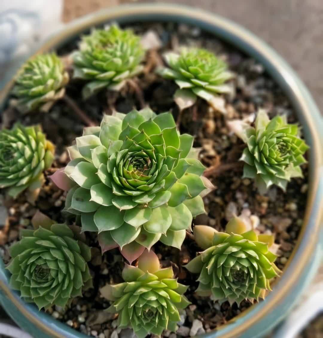 好养活的3种盆栽,一棵养出十棵,不停爆小崽,皮实又好看