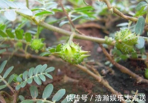 蒺藜|此种黄花野草，果子粘人，被农民当成害草，却不知是清肝明目良药