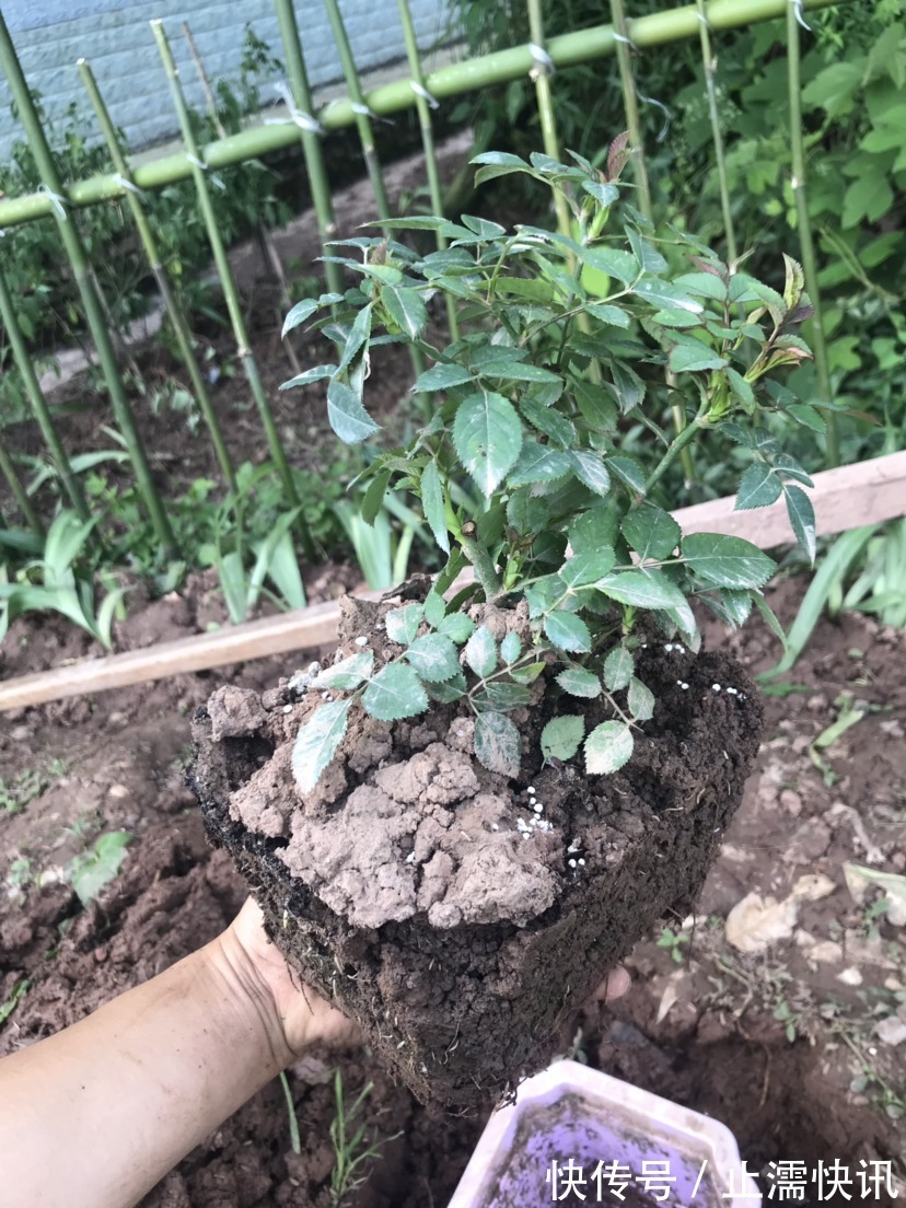 为啥你换盆后花草都蔫了这几件事没做好，分分钟叶子掉光变秃头