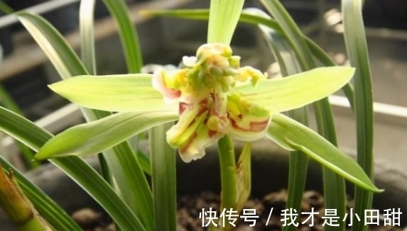 冬日养兰花,做好这些,花香似香水,却比它更安全持久