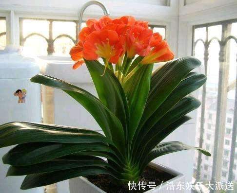 养花还买花肥家里的此几样“垃圾”扔盆里,植物叶油绿、开花艳