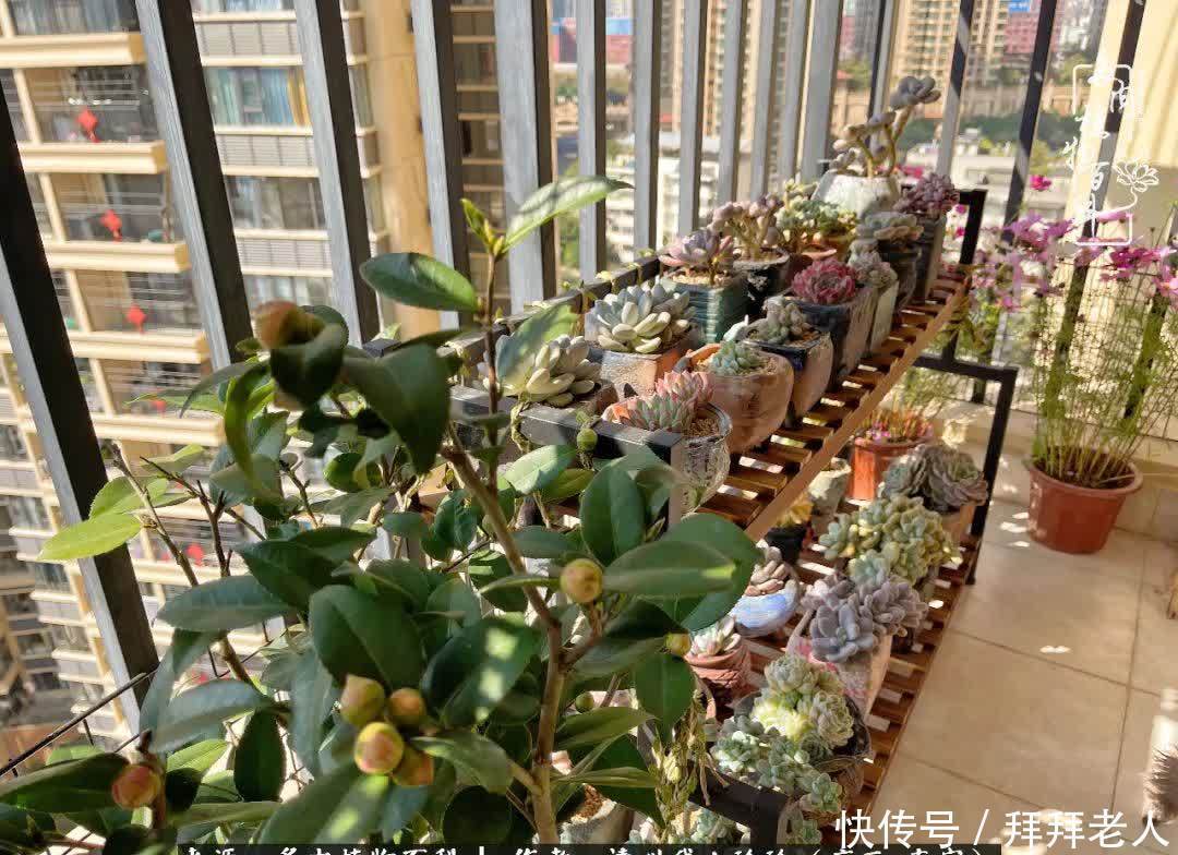 多肉与我，不负时光韶华！