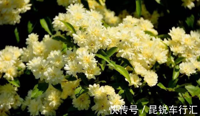 砧木|花开像月季，易爆花，-20℃冻不死，好养活不生病，比桂花香10倍