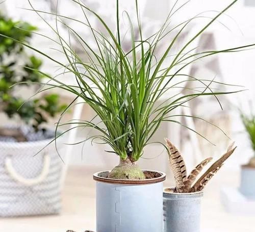 酒瓶兰|适合男人养的四种花,大气又稳重,旺财又旺运,早看早知道!