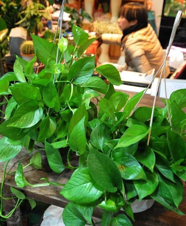 叶子|立秋后养绿萝,别只用“清水”,加点它,叶子油绿,一蹿2米长