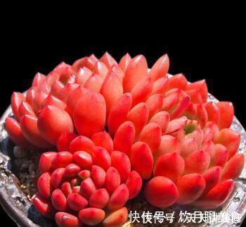 红宝石|美美的多肉红宝石,颜色鲜红长成手捧花,原来是这样养出来的