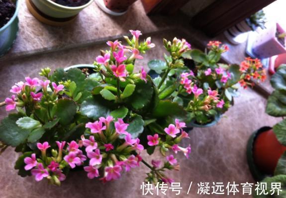 扦插长寿花：从母株上选枝叶、催根、育苗，得做好这些细节