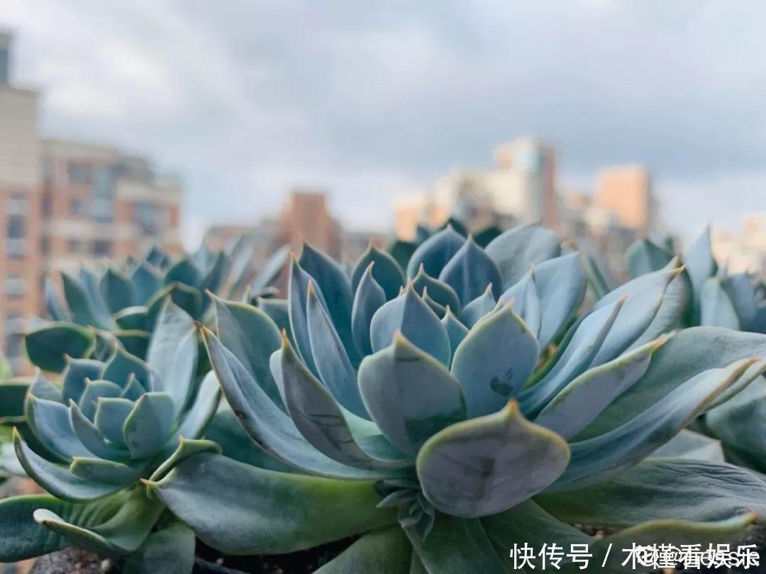 碰上这种多肉,直接分株吧,毕竟是圈里出名的叶插老大难!