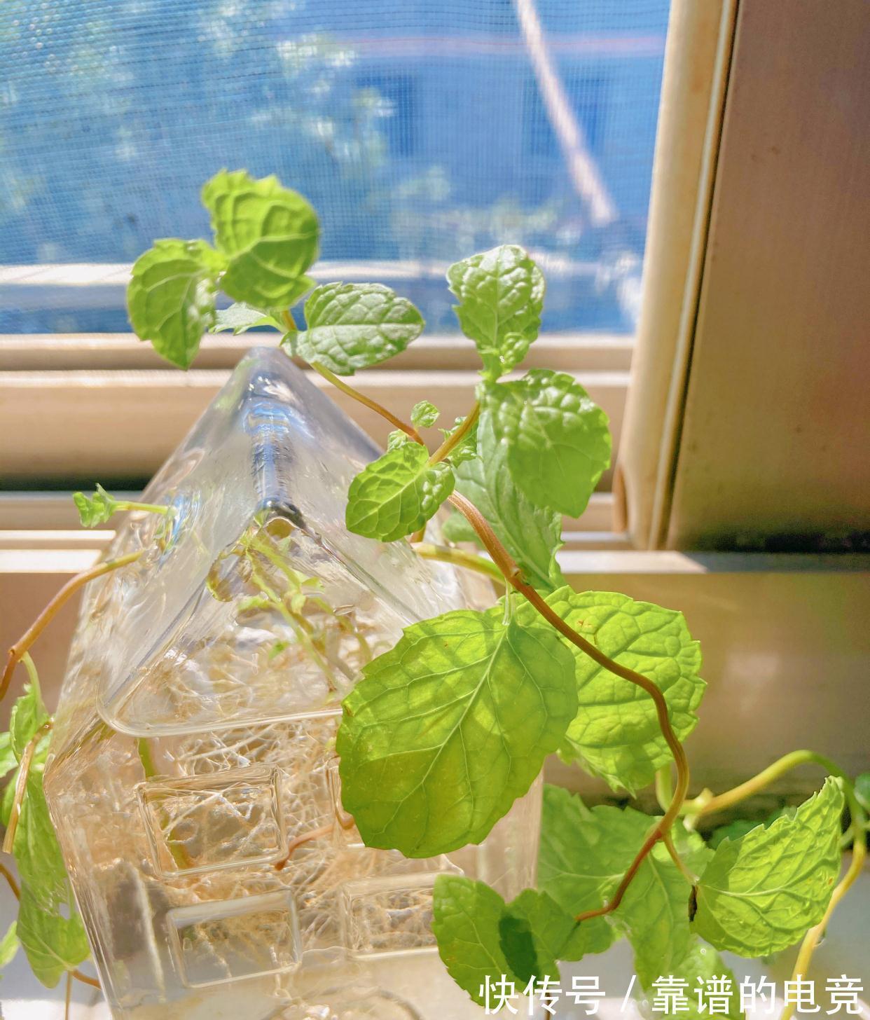 薄荷怎么过冬?做好一点,来年枝繁叶茂,迅速疯长到爆盆