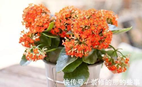 长寿花轻轻一碰就掉叶子,是这几个方面的情况造成的,要及时处理