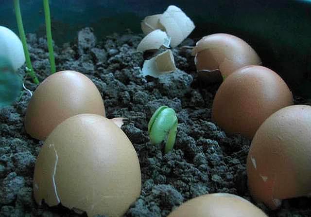 菜市场走一趟,0花费弄回半年的花肥,养花再也不用钱