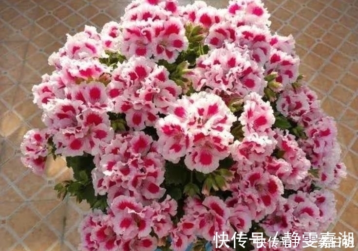 打理|4种花,容易打理易开花,花期长花朵多,家里变花海!